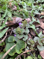 Glechoma hederacea