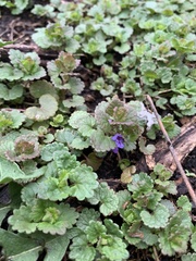 Glechoma hederacea