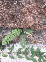 Polypodiopsida