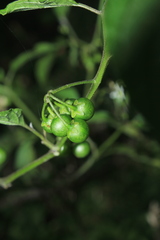 Solanum macrotonum