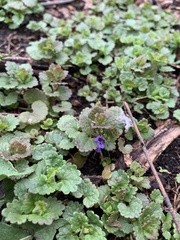 Glechoma hederacea