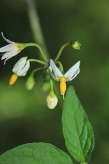 Solanum macrotonum