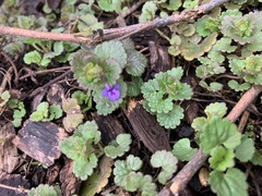 Glechoma hederacea