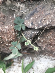 Polypodiopsida
