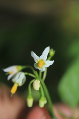 Solanum macrotonum