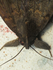 Coremagnatha orionalis