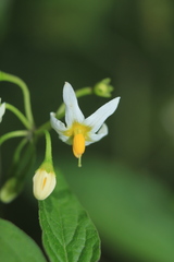 Solanum macrotonum