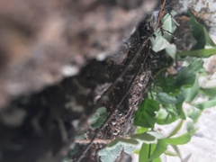 Polypodiopsida