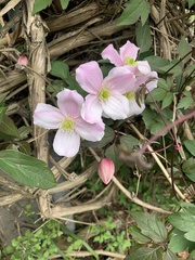 Clematis montana