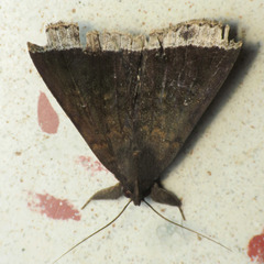 Coremagnatha orionalis
