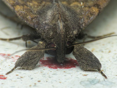 Coremagnatha orionalis