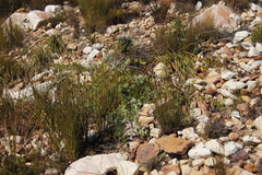 Leucospermum cordatum