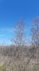 Cordia sonorae