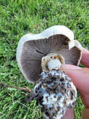 Agaricus xanthodermus