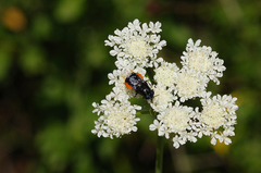 Odontomyia flavissima