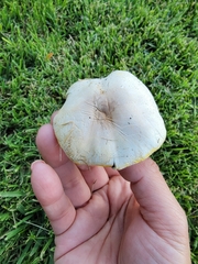 Agaricus xanthodermus