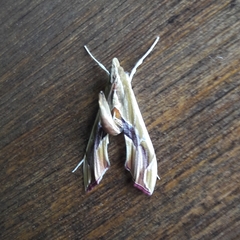 Agathodes designalis