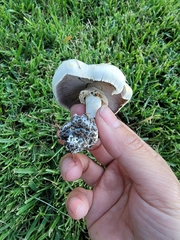 Agaricus xanthodermus