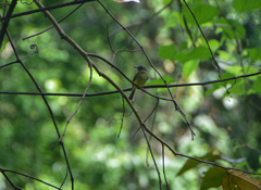 Myiopagis viridicata