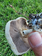 Agaricus xanthodermus
