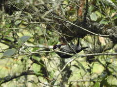 Melanerpes formicivorus