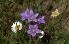 Campanula patula