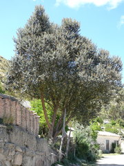 Buddleja coriacea