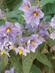 Solanum crispum