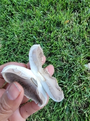 Agaricus xanthodermus