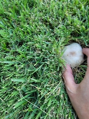 Agaricus xanthodermus