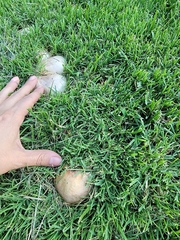 Agaricus xanthodermus