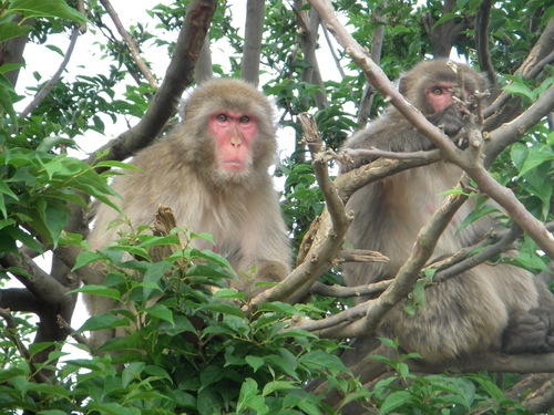 Japanese Macaque, photo 3 of 8