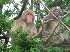 Japanese Macaque photo 3