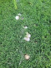 Agaricus xanthodermus