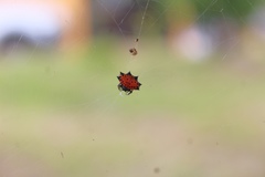 Gasteracantha cancriformis