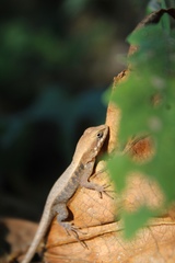 Sceloporus siniferus