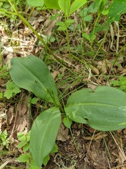 Platanthera chlorantha