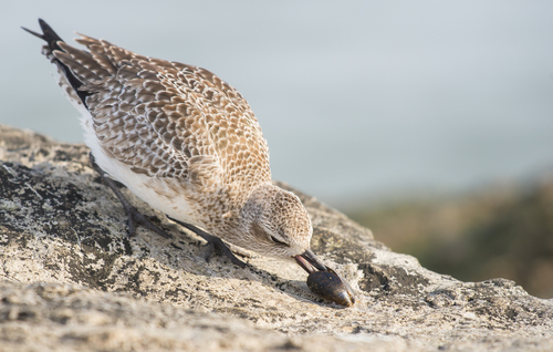 Black-Bellied Plover