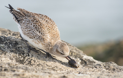 Black-Bellied Plover