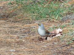 Junco
