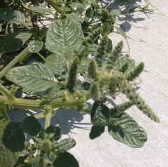 Amaranthus greggii