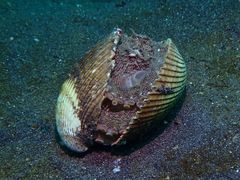 Amphioctopus marginatus