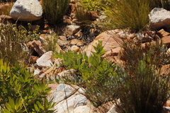 Leucospermum cordatum