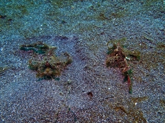 Pteroidichthys amboinensis