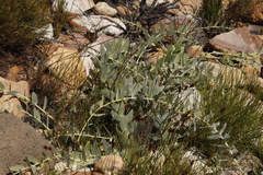 Leucospermum cordatum