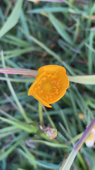 Ranunculus bulbosus