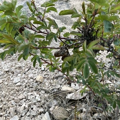 Diplolepis variabilis