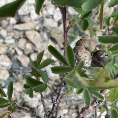 Diplolepis variabilis