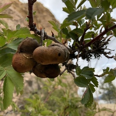 Diplolepis variabilis