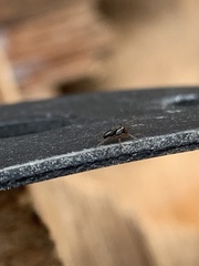 Araneae